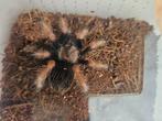 Brachypelma boehmei dame, Dieren en Toebehoren, Insecten en Spinnen, Spin of Schorpioen