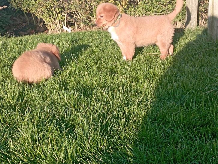 nova scotia duck toller retriever pups, Animaux & Accessoires, Chiens | Retrievers, Épagneuls & Chiens d'eau, Chien (mâle), Autres races
