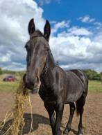 Kruising friese merrie, Jument, Poney E (1.48 m - 1.57m), Vermifugé, 0 à 2 ans