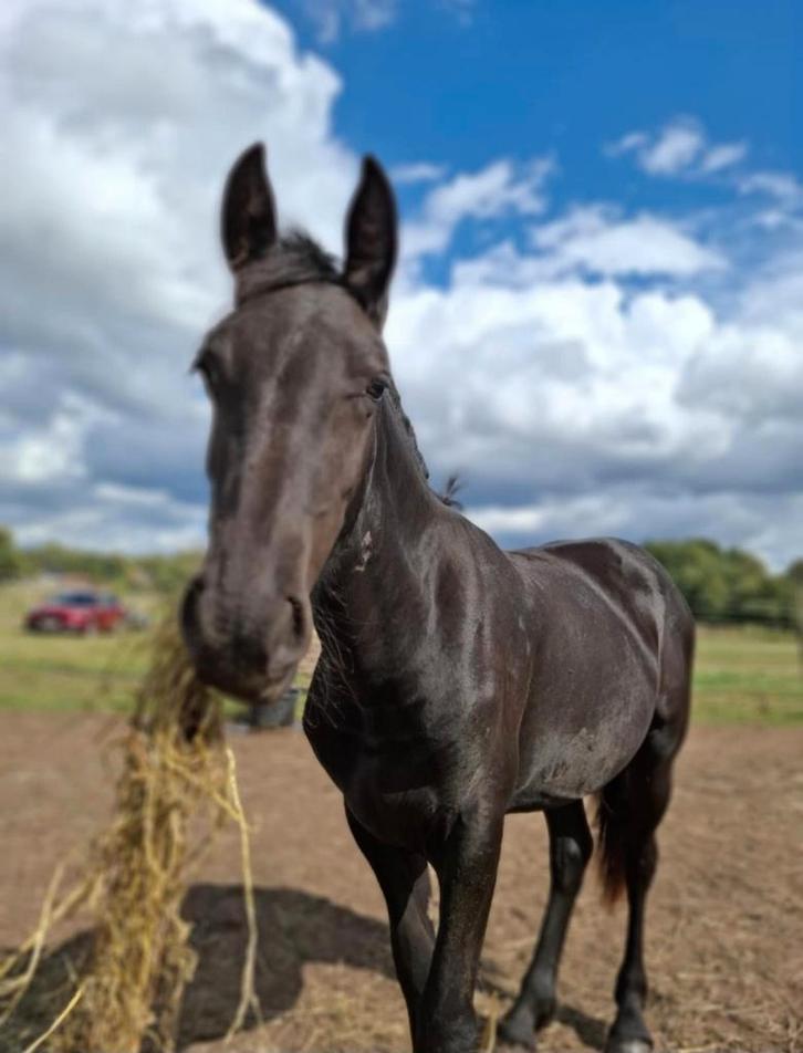 Kruising friese merrie, Dieren en Toebehoren, Pony's, Merrie, E pony (1.48m - 1.57m), 0 tot 2 jaar, Gechipt, Ontwormd, Ingeënt