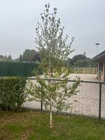 Prachtige Berk, 3 meter hoog, Gezonde boom, Ophalen