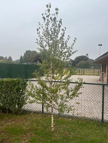 Prachtige Berk, 3 meter hoog, Gezonde boom beschikbaar voor biedingen