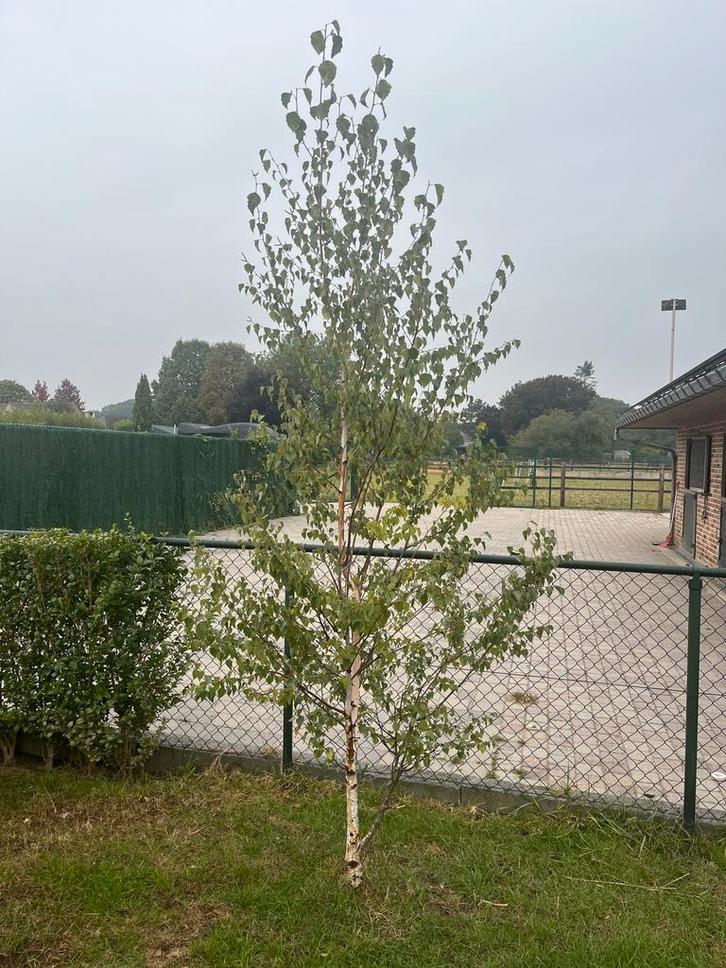 Prachtige Berk, 3 meter hoog, Gezonde boom, Tuin en Terras, Planten | Bomen, Ophalen