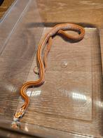 Jonge korenslangen, Dieren en Toebehoren, Reptielen en Amfibieën, Slang, 0 tot 2 jaar