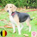 Beagle "Lilou" femelle à vendre (Belge), Animaux & Accessoires, 15 semaines à 1 an, Commerçant, Beagle, Chienne