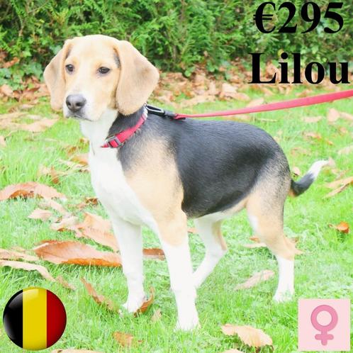 Beagle "Lilou" femelle à vendre (Belge), Animaux & Accessoires, Chiens | Beagles, Bassets & Chiens courants, Chienne, Beagle, Commerçant