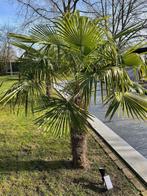 2x Palmboom Trachycarpus Fortunei, Tuin en Terras, Planten | Bomen, Ophalen, Palmboom, 100 tot 250 cm