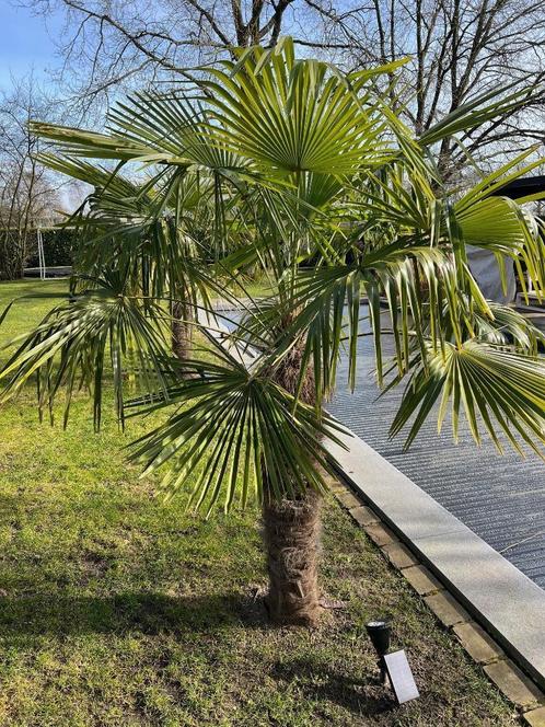 2x Palmboom Trachycarpus Fortunei, Tuin en Terras, Planten | Bomen, Palmboom, 100 tot 250 cm, Ophalen