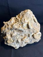 Cluster unique en son genre de multi-ammonites, Enlèvement ou Envoi, Fossile