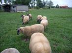 Schapen, Dieren en Toebehoren, Schapen, Geiten en Varkens, Meerdere dieren, Schaap, 0 tot 2 jaar