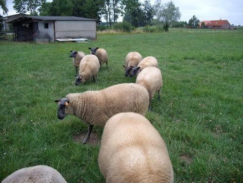 Schapen, Dieren en Toebehoren, Schapen, Geiten en Varkens, Schaap, Meerdere dieren, 0 tot 2 jaar