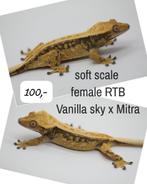 0.1 RTB Softscale Tricolor wimpergekko vrouw, Hagedis, Tam, 3 tot 6 jaar