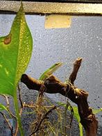 Anolis met terrarium 45x45x90 cm. Te koop te ruil., Ophalen, Gebruikt, Terrarium of Paludarium