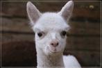 Alpaca merrie, Dieren en Toebehoren, Overige Dieren, April, Vrouwelijk