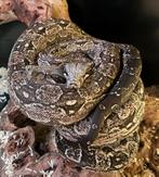0.1 boa constrictor occidentalis, Slang, 0 tot 2 jaar