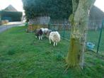 2 Herdwick ooien met jonge ram, Meerdere dieren, Schaap, 0 tot 2 jaar