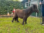 Shetlander veulen, Dieren en Toebehoren, Pony's, Merrie