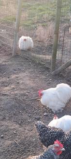 Kippen hoenders, Dieren en Toebehoren, Pluimvee, Mannelijk, Kip