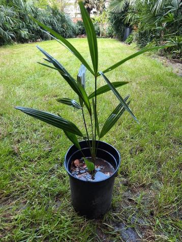 Trachycarpus Fortunei palmboompje