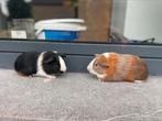 Jonge cavias, Cavia, Mannelijk, Juli, Tam