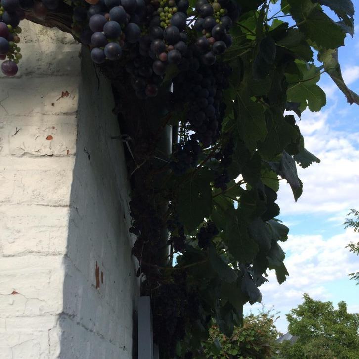 DRUIVENPLANT Blauwe druif, Tuin en Terras, Planten | Tuinplanten, Vaste plant, Fruitplanten, Volle zon, Lente, Ophalen