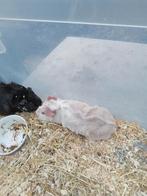 Mannetjes cavia, Dieren en Toebehoren, November, Cavia