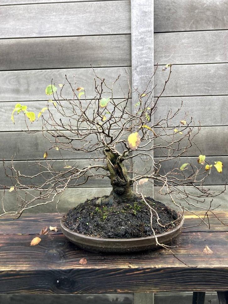 bonsai ulmus procera - veldiep, Tuin en Terras, Planten | Bomen, Overige soorten, Minder dan 100 cm, Halfschaduw, Bloeit niet