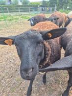 7 ooi schapen ( 3 volwassen en 4 lammers), Dieren en Toebehoren, Schapen, Geiten en Varkens