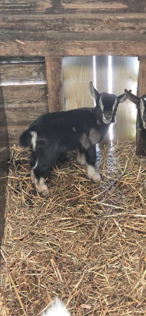 Mooi Jong Black &Tan Maanvlek Dwerggeit Mieke, Dieren en Toebehoren, Schapen, Geiten en Varkens