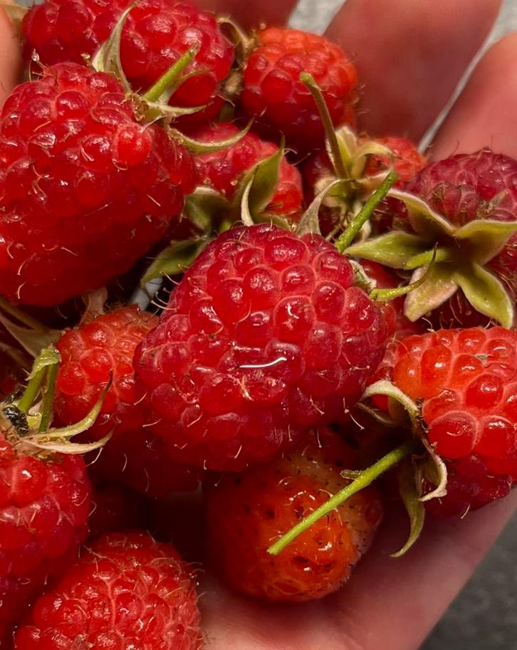 Zin in zomerse vruchten uit eigen tuin?, Tuin en Terras, Planten | Fruitbomen, Overige soorten, Minder dan 100 cm, Halfschaduw