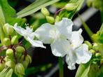 Eendagsbloem, Ophalen, Vaste plant, Volle zon