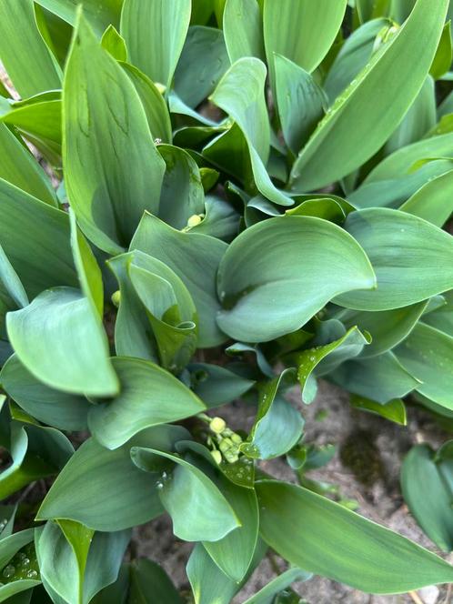 Meiklokjes, Tuin en Terras, Bloembollen en Zaden, Voorjaar, Ophalen