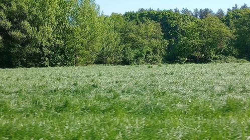 Grasland gezocht, Zakelijke goederen, Landbouw | Onroerend goed, Ophalen of Verzenden