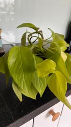 Plant Epipremnum neon (drakenklimop), Plante verte, Enlèvement, Ombre partielle, Moins de 100 cm