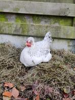 Broedeitjes Opal legbar, Dieren en Toebehoren