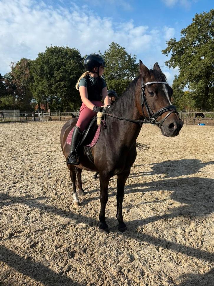 Allround d-pony met gouden karakter, Dieren en Toebehoren, Pony's, Ruin, L, D pony (1.37m tot 1.48m), 11 jaar of ouder, Met stamboom