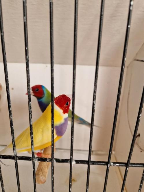 Gouldamandines goulds exoten, Dieren en Toebehoren, Vogels | Overige Vogels