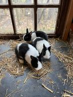 Bonte kleurdwerg rammetjes