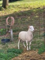 Ram kruising easy care en Wilshire horn, Dieren en Toebehoren, Mannelijk, Schaap, 0 tot 2 jaar