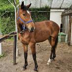 paard, Dieren en Toebehoren, Merrie, B, 3 tot 6 jaar