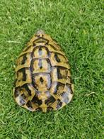 Griekse Hermanni Hermanni VAR, Dieren en Toebehoren, Reptielen en Amfibieën, Schildpad, 11 jaar of ouder