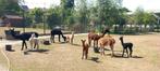 Alpaca's te koop, Dieren en Toebehoren, Juni, Meerdere dieren