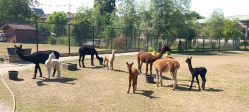 Alpaca's te koop, Dieren en Toebehoren, Overige Dieren, Meerdere dieren, Juni