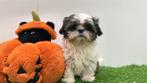 Shih Tzu pups, Dieren en Toebehoren, België, Overige rassen, 8 tot 15 weken, CDV (hondenziekte)