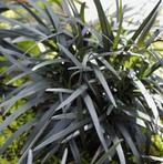 Ophiopogon nigrescens, Halfschaduw, Zomer, Vaste plant, Bodembedekkers