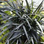 Ophiopogon nigrescens, Tuin en Terras, Planten | Tuinplanten, Halfschaduw, Zomer, Vaste plant, Bodembedekkers