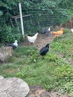 Mooie legkippen te koop, Dieren en Toebehoren, Pluimvee, Vrouwelijk, Kip