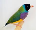 Gould amadines / Goulds, Meerdere dieren, Tropenvogel, Geringd