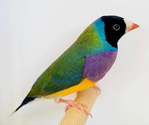Gould amadines / Goulds, Dieren en Toebehoren, Vogels | Overige Vogels, Tropenvogel, Meerdere dieren, Geringd