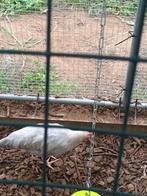 Leghorn isabel haan, Dieren en Toebehoren, Mannelijk, Kip
